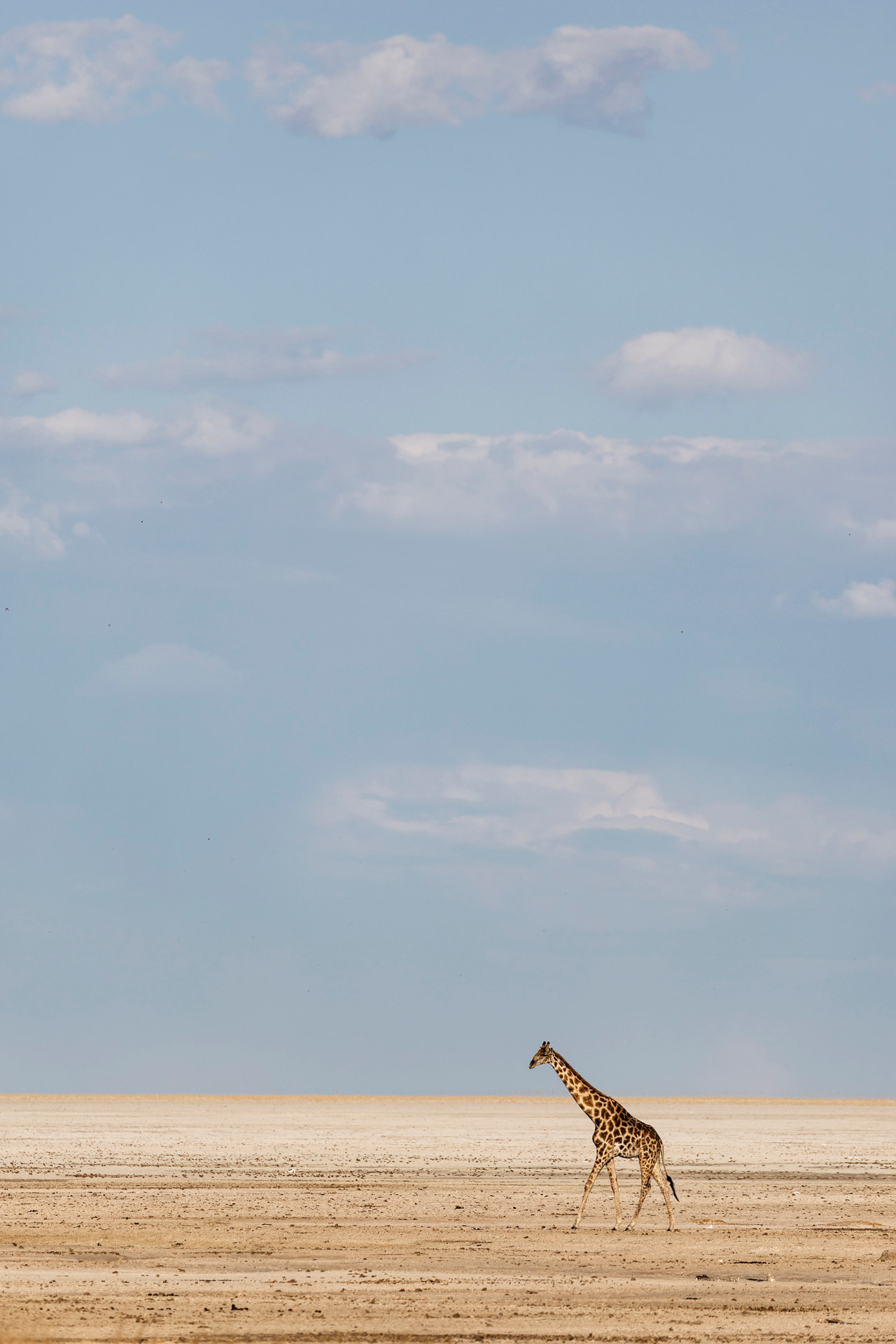 A lone giraffe crossing a vast open Namibian plain under a wide sky